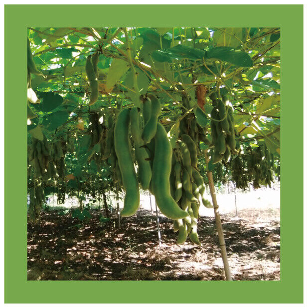 ムクナ豆って何？